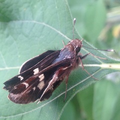 Thespieus macareus