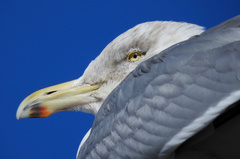 Larus argentatus
