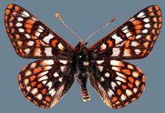 Euphydryas anicia alena