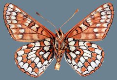 Euphydryas anicia alena