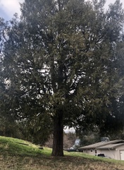 Calocedrus