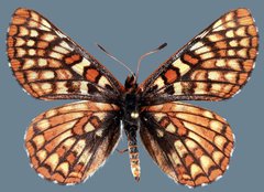 Euphydryas anicia alena