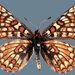 Euphydryas anicia alena - Photo (c) Todd Stout, some rights reserved (CC BY-NC), uploaded by Todd Stout