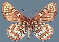 Euphydryas anicia alena