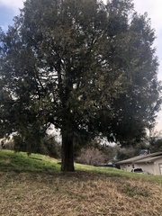 Calocedrus