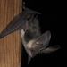 Mountain Long-eared Bat - Photo (c) Karol Tabarelli de Fatis/MUSE, some rights reserved (CC BY-SA)