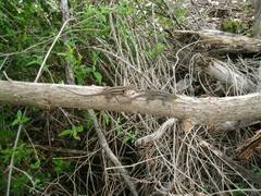 Sceloporus variabilis marmoratus