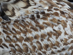 Larus marinus