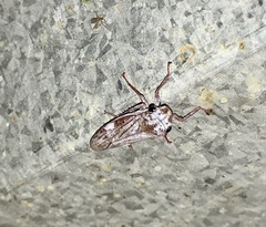 Tretogonia