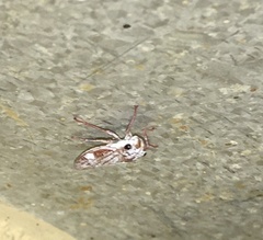 Tretogonia