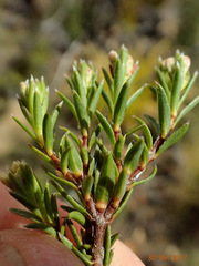 Pimelea suteri