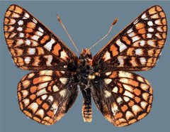 Euphydryas anicia alena