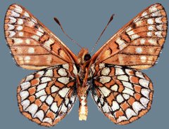 Euphydryas anicia alena