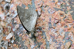 Archaeoprepona demophoon gulina
