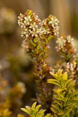 Epacris alpina