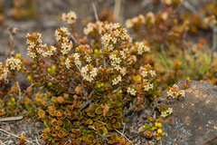 Epacris alpina