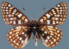 Euphydryas anicia alena