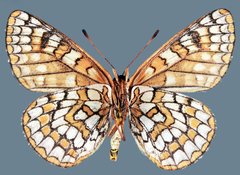 Euphydryas anicia alena