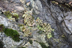 Dermatocarpon reticulatum