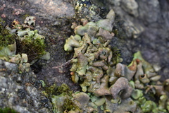 Dermatocarpon reticulatum