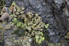 Dermatocarpon reticulatum