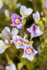 Veronica hookeriana