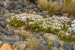 Veronica hookeriana