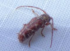 Eupogonius tomentosus