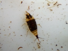 Hyphydrus elegans
