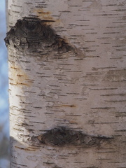 Betula papyrifera
