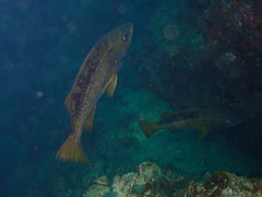 Sebastes flavidus