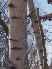 Betula papyrifera