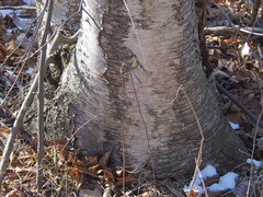 Betula papyrifera
