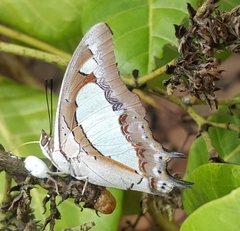 Polyura agraria