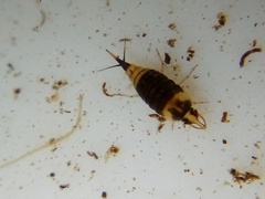 Hyphydrus elegans