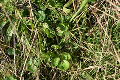 Sanicula bipinnatifida