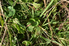 Sanicula bipinnatifida