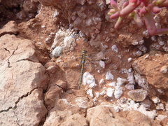 Rhionaeschna absoluta