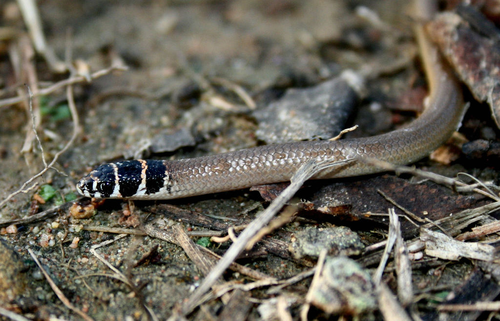 Excitable Delma (Reptiles of Yourka Reserve) · iNaturalist