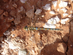 Rhionaeschna absoluta