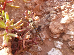 Rhionaeschna absoluta