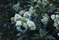 Caldcluvia paniculata