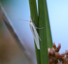 Fernandocrambus