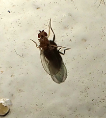 Drosophila busckii