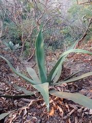 Agave kewensis