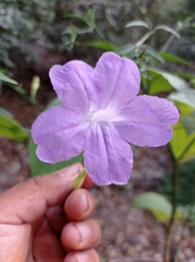 Ruellia breedlovei