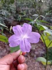 Ruellia breedlovei