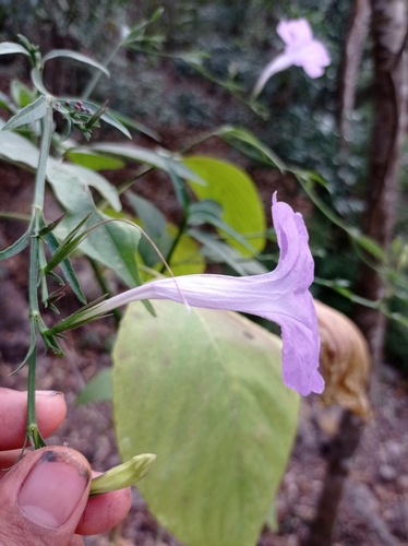 Ruellia breedlovei