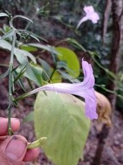 Ruellia breedlovei
