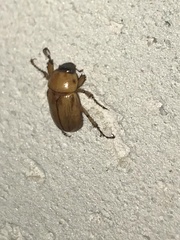Cyclocephala putrida